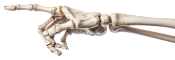 skeleton