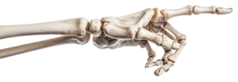 skeleton